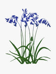 JPR Irish Linen Tea Towel - Bluebell